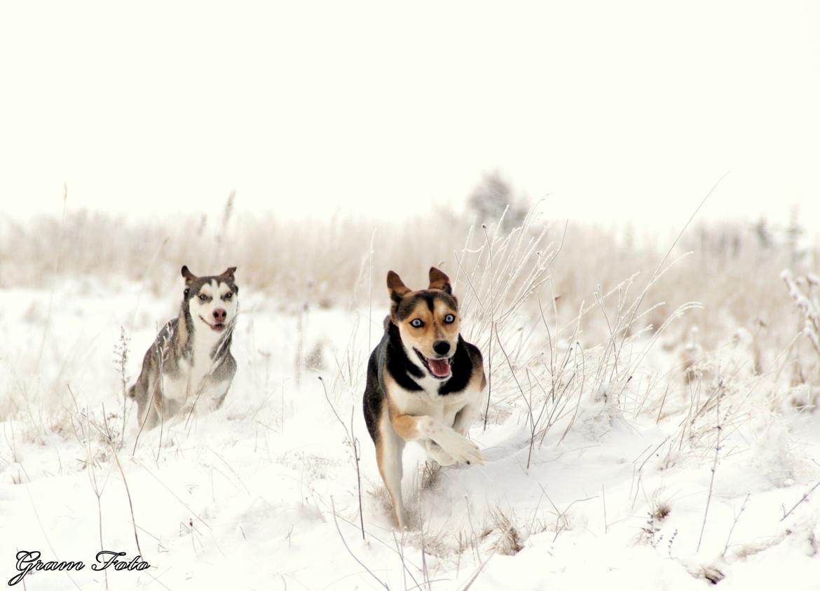 Blanding af racer Nishka billede 20