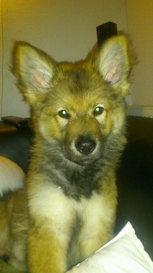 Tjekkoslovakisk ulvehund Roko billede 31