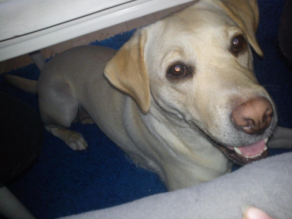 Labrador retriever (Fomel 1) Trine billede 1