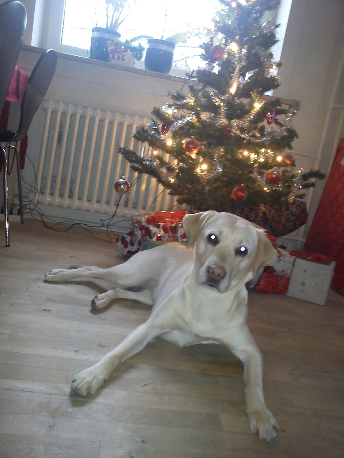 Labrador retriever (Fomel 1) Trine billede 3