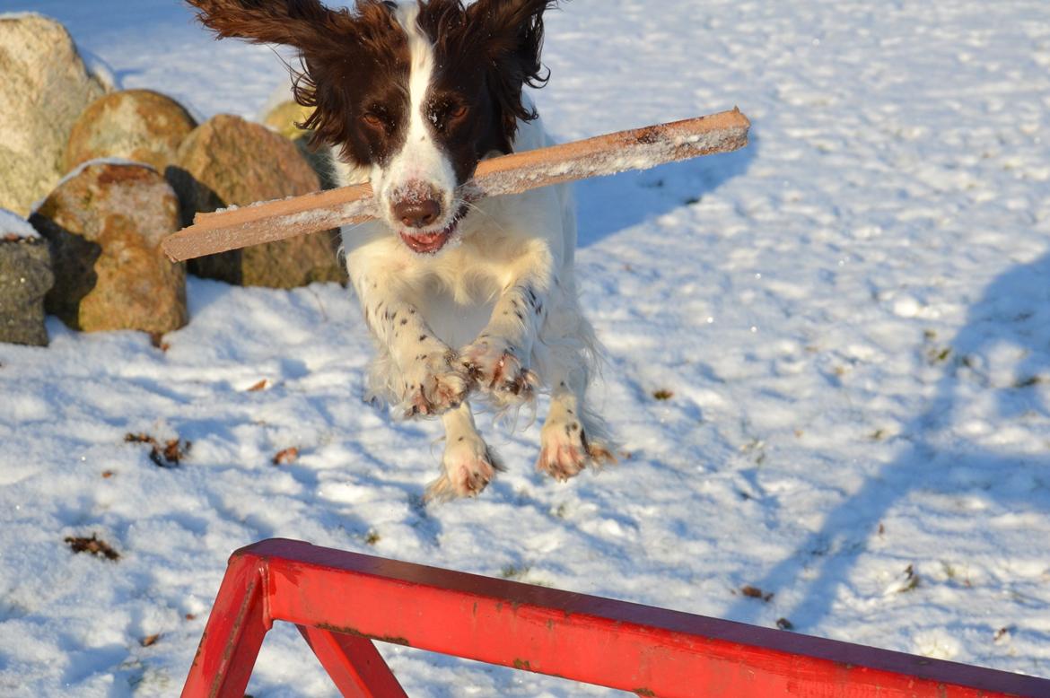 Engelsk springer spaniel Troja billede 4