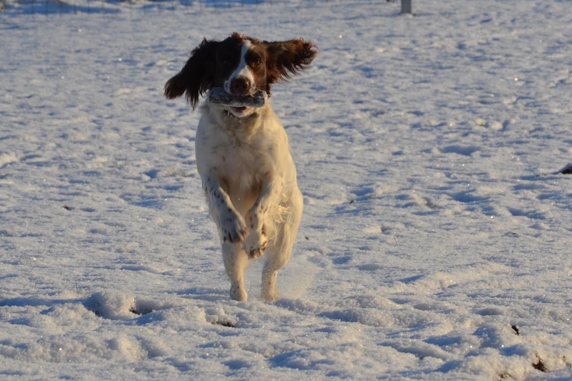 Engelsk springer spaniel Troja billede 10