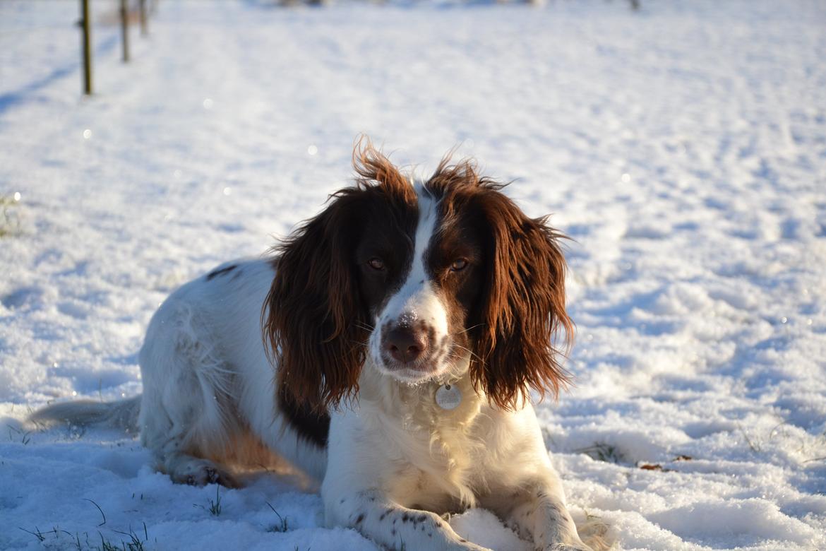 Engelsk springer spaniel Troja billede 11