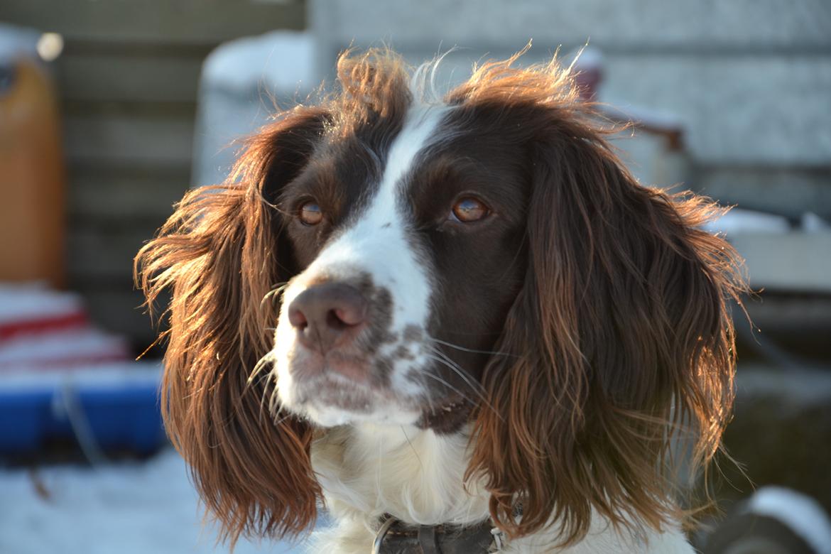 Engelsk springer spaniel Troja billede 15
