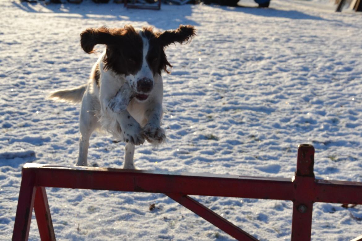 Engelsk springer spaniel Troja billede 16