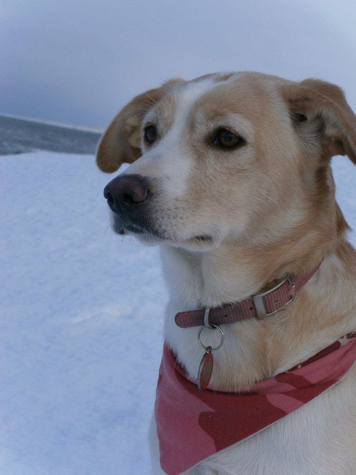 Blanding af racer Molly :-) billede 1