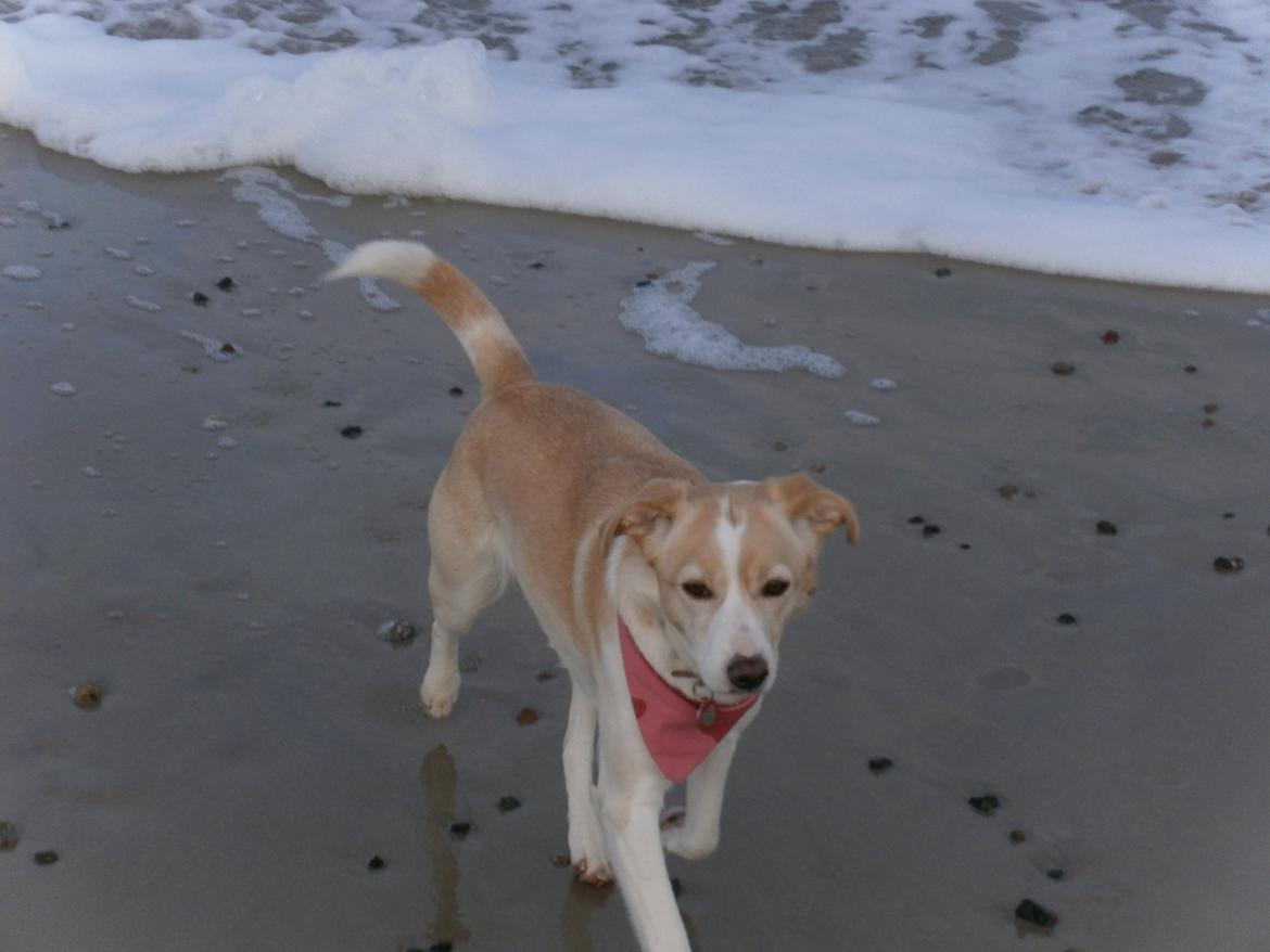 Blanding af racer Molly :-) billede 20