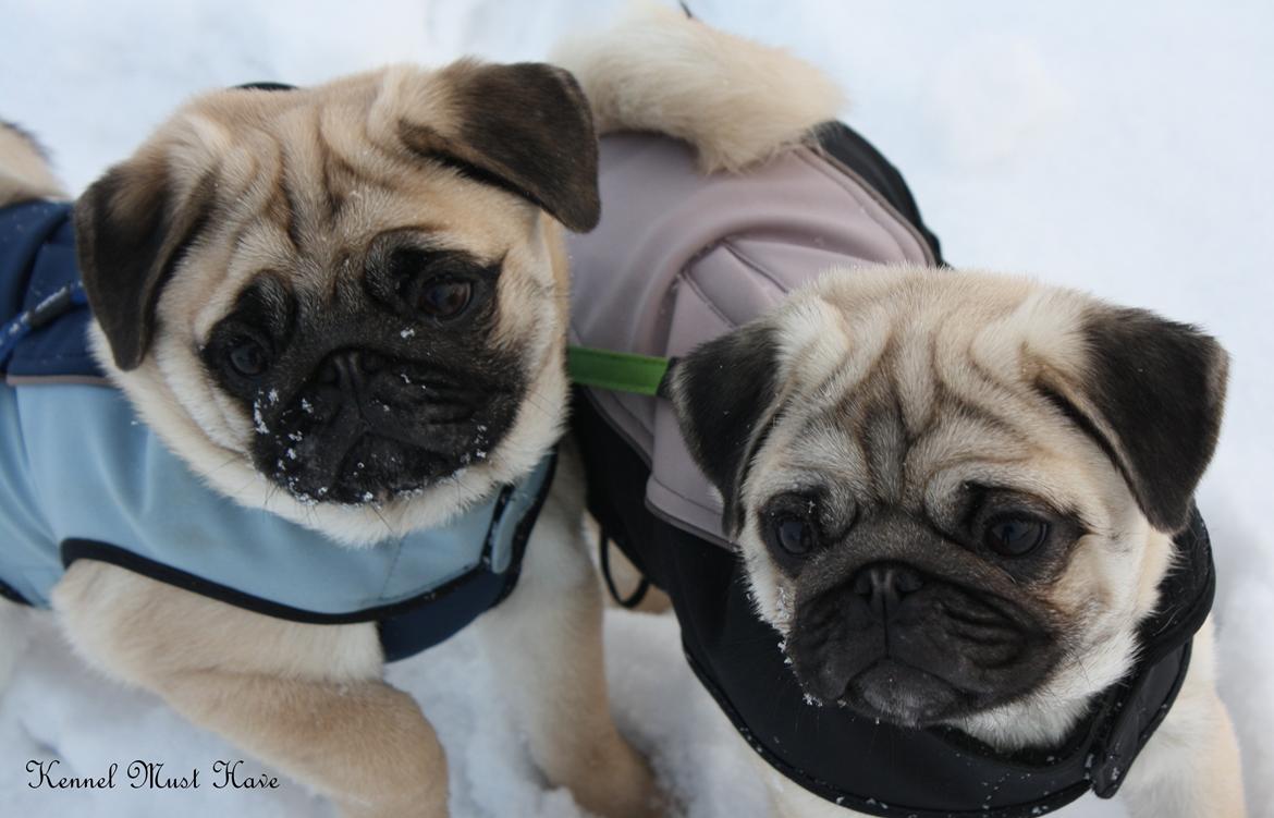 Mops Must Have James Dean - Karen & James 17½ uge billede 16