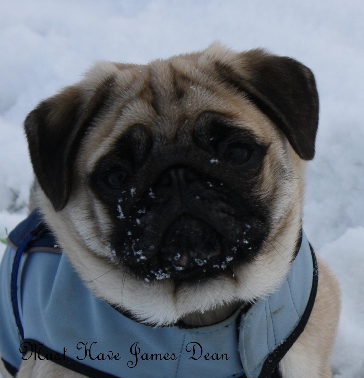 Mops Must Have James Dean - 17 ½ uge billede 17