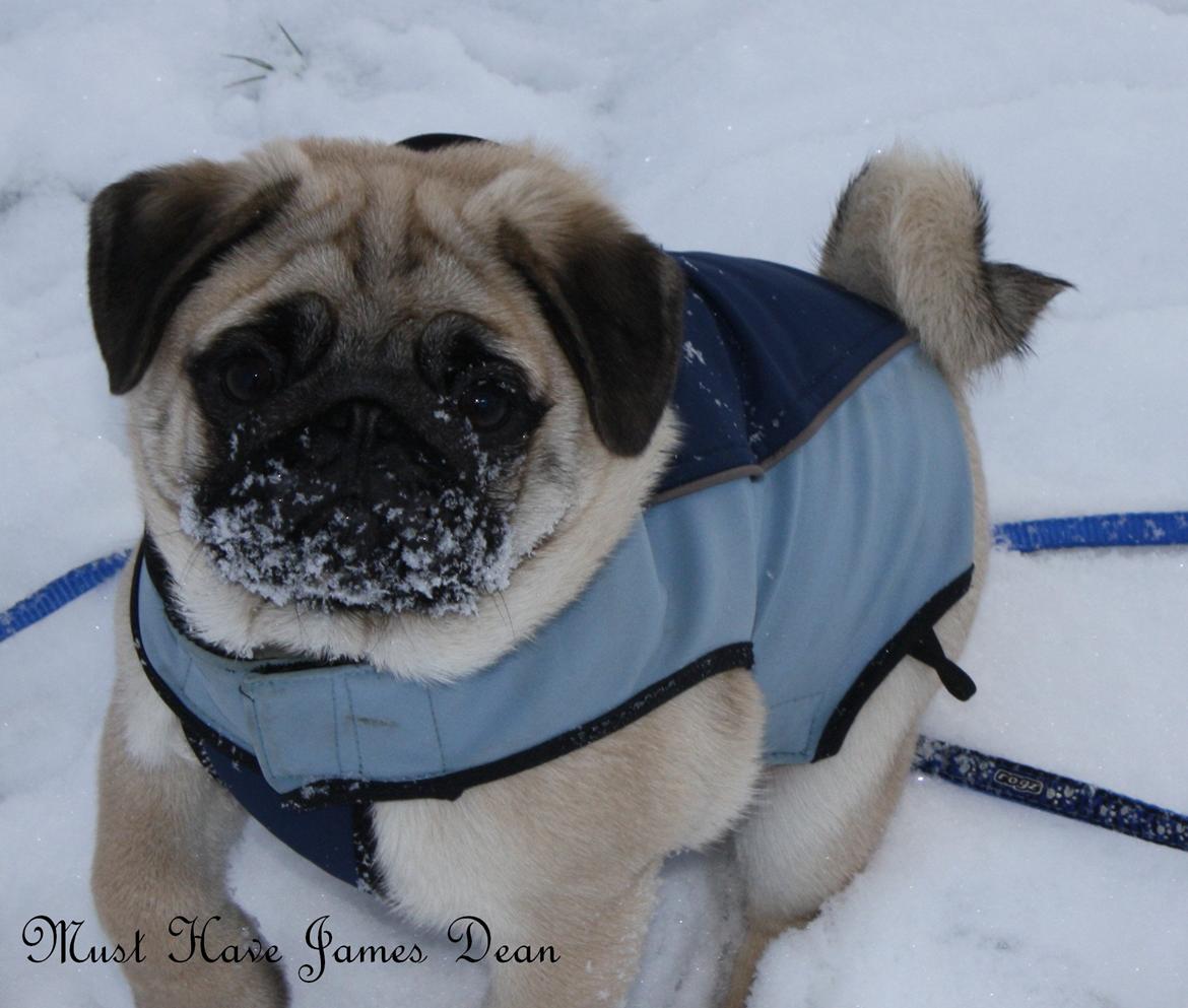 Mops Must Have James Dean - 17½ uge og vild med sne :) billede 18