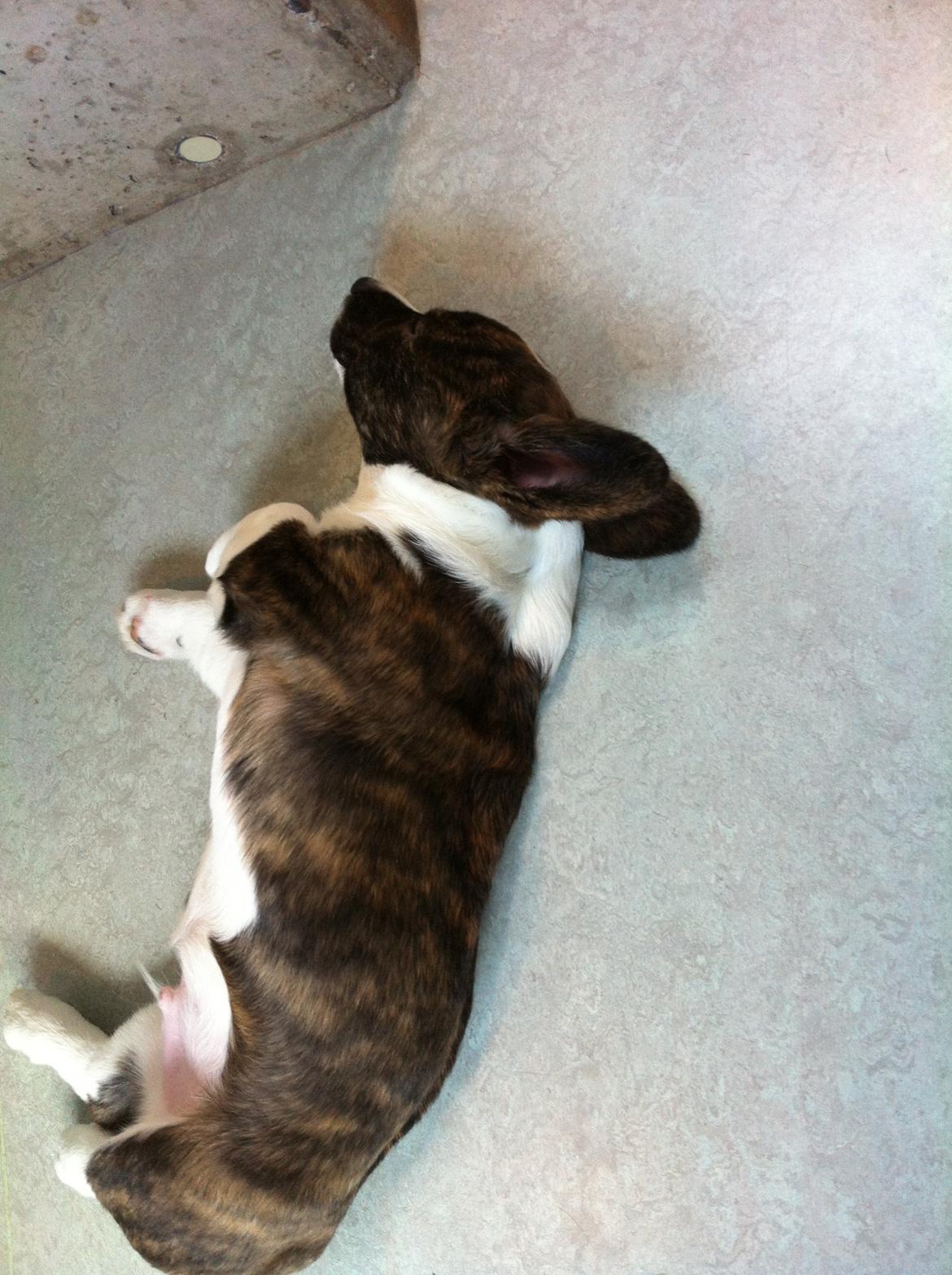 Welsh corgi cardigan Faarup Nixon - Nixons "ligge-delle".  billede 12