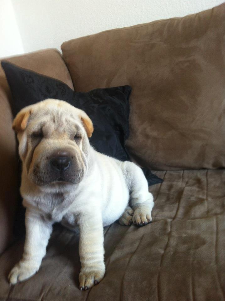 Shar pei Chanel billede 1