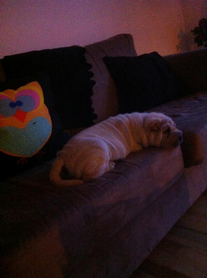 Shar pei Chanel billede 2
