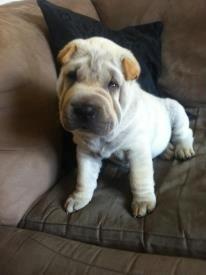 Shar pei Chanel billede 3