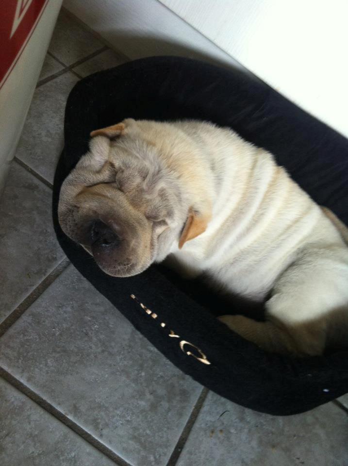 Shar pei Chanel billede 4