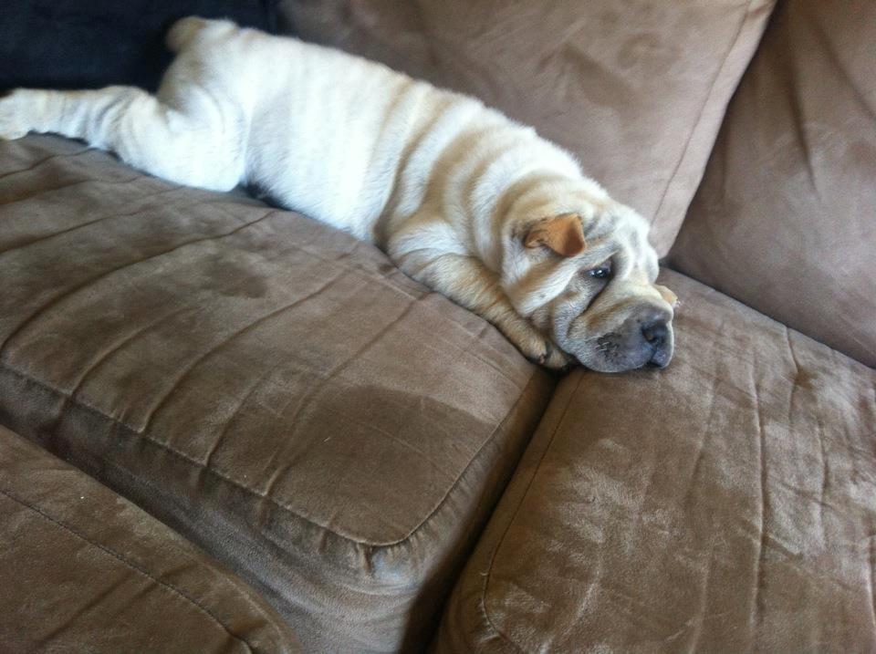Shar pei Chanel billede 5