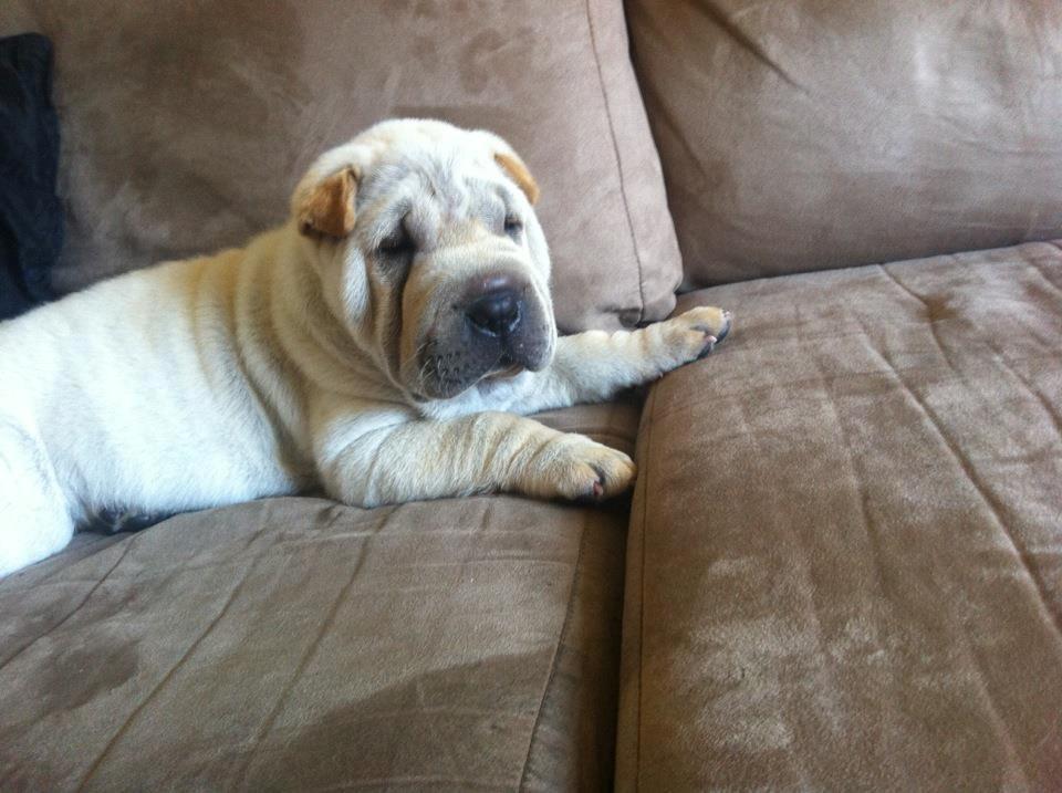 Shar pei Chanel billede 6