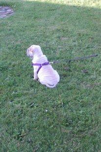 Shar pei Chanel billede 7