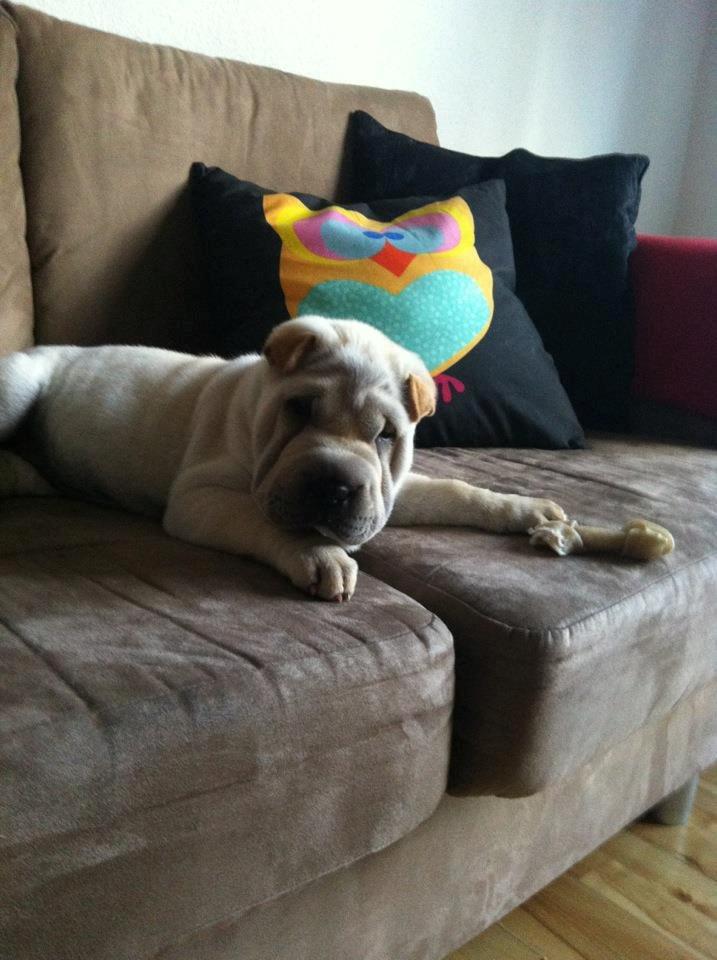 Shar pei Chanel billede 8