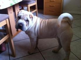 Shar pei Chanel billede 9