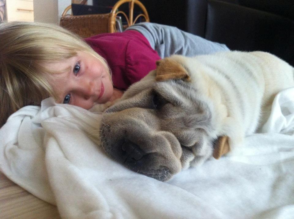 Shar pei Chanel billede 10