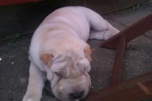 Shar pei Chanel billede 11