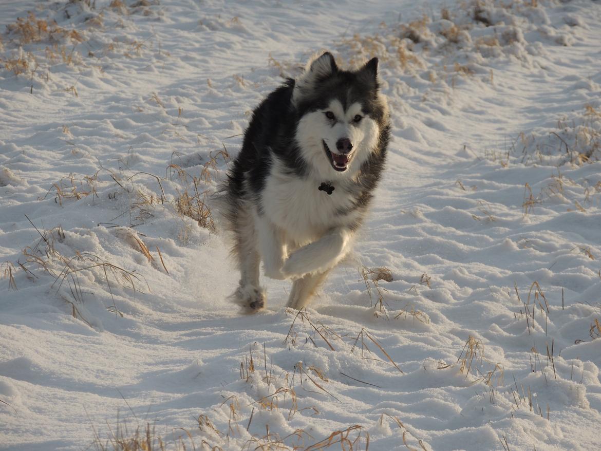 Blanding af racer Balto - På tur i sneen, lige noget for Balto billede 20