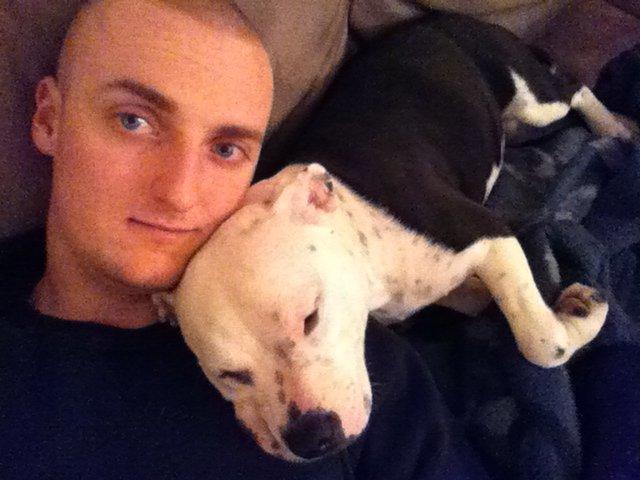 Staffordshire bull terrier Joy - sofa hygge billede 5