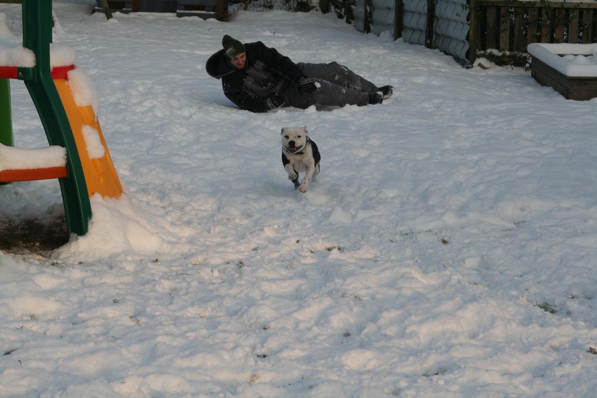Staffordshire bull terrier Joy billede 6
