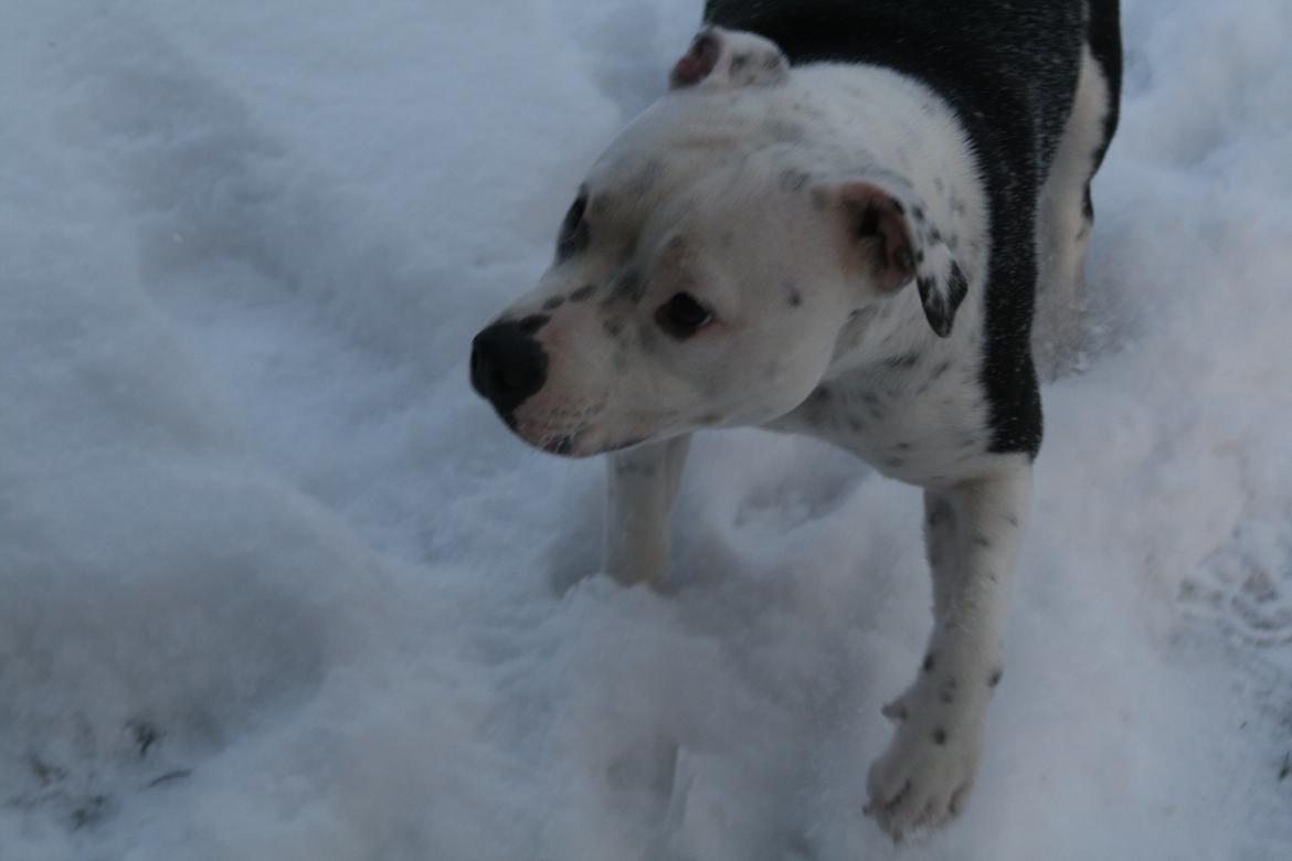 Staffordshire bull terrier Joy - Mig? Skal JEG tisse i det her?? billede 7