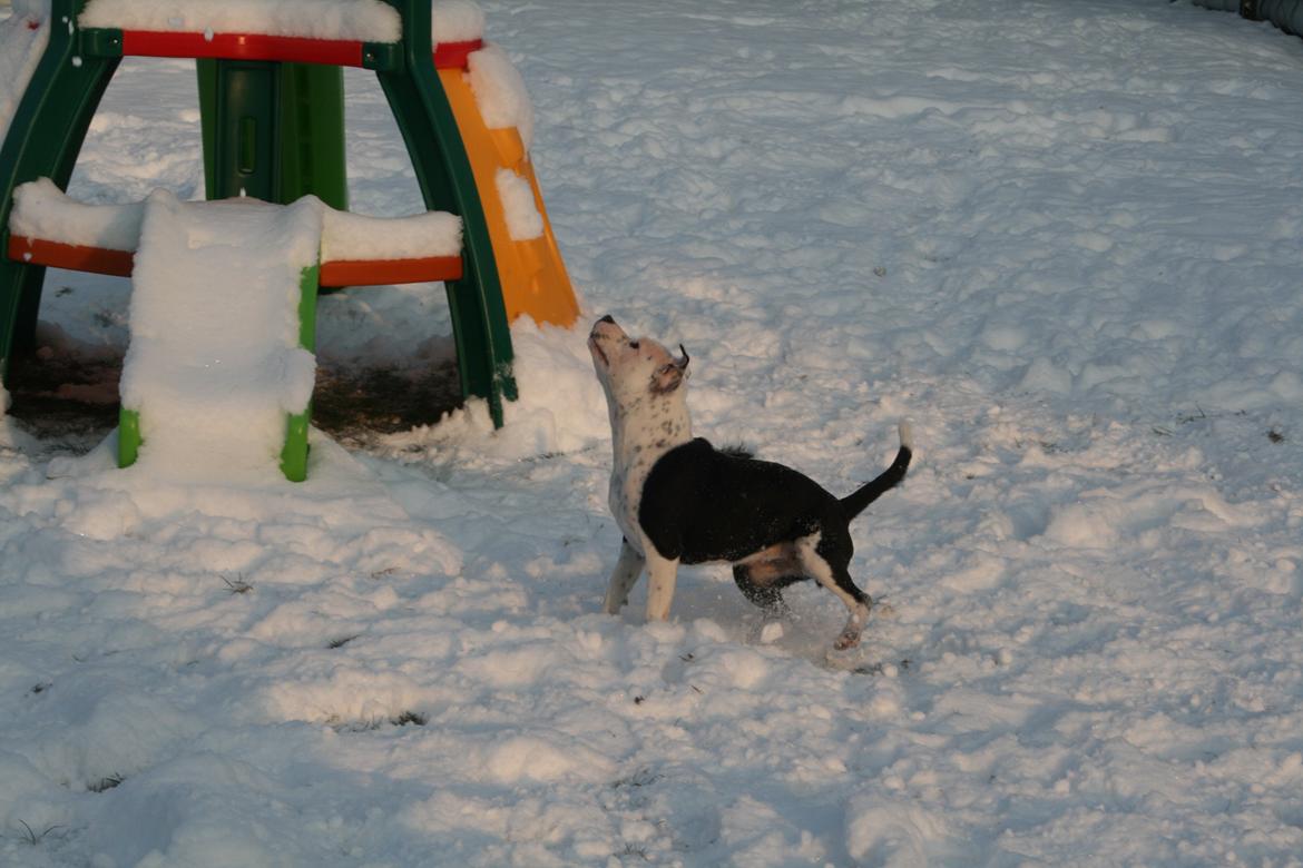 Staffordshire bull terrier Joy billede 8