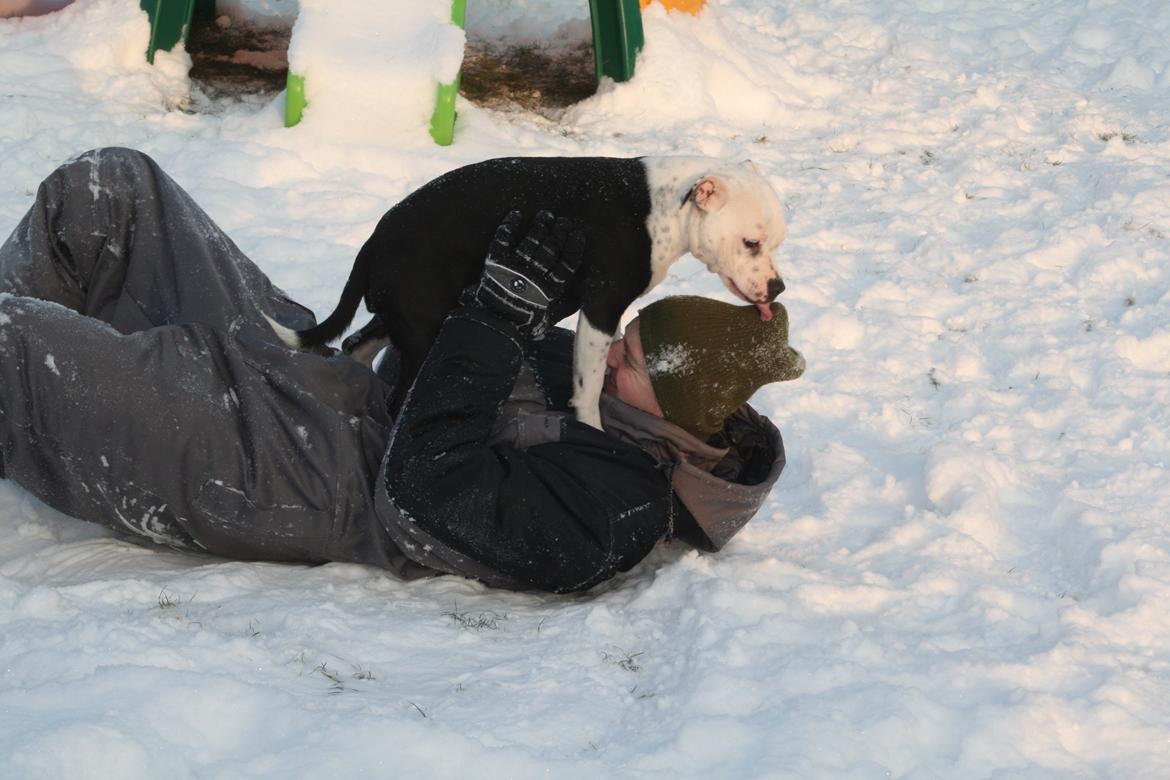 Staffordshire bull terrier Joy - sne kamp billede 9