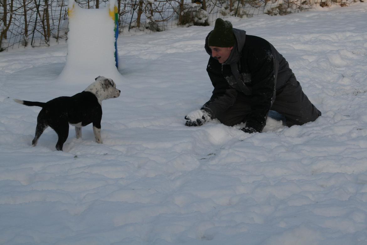 Staffordshire bull terrier Joy - kom an..! billede 10