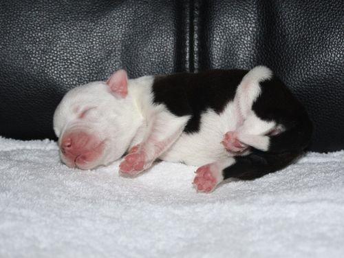 Staffordshire bull terrier Joy - jeg jeg er sød ik..! billede 11