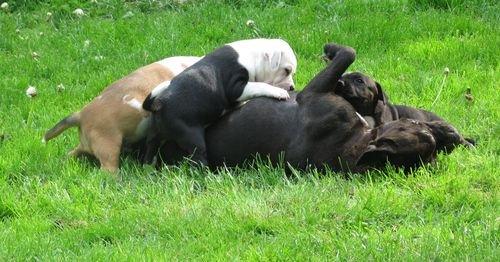 Staffordshire bull terrier Joy - spisetid billede 12