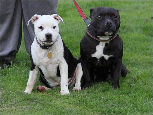 Staffordshire bull terrier Joy - mor og jeg billede 13
