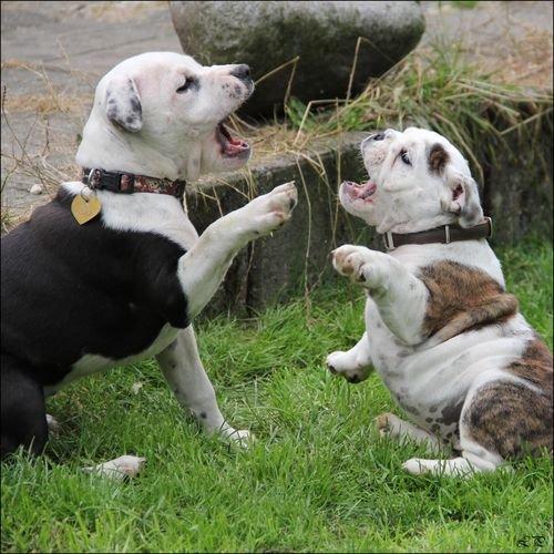 Staffordshire bull terrier Joy - Sten,saks,papir. billede 14