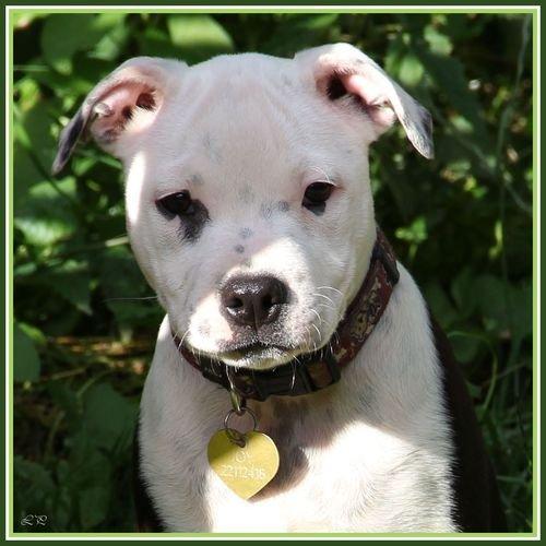 Staffordshire bull terrier Joy billede 15