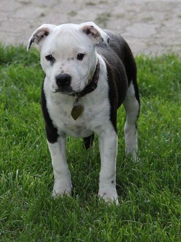 Staffordshire bull terrier Joy billede 16