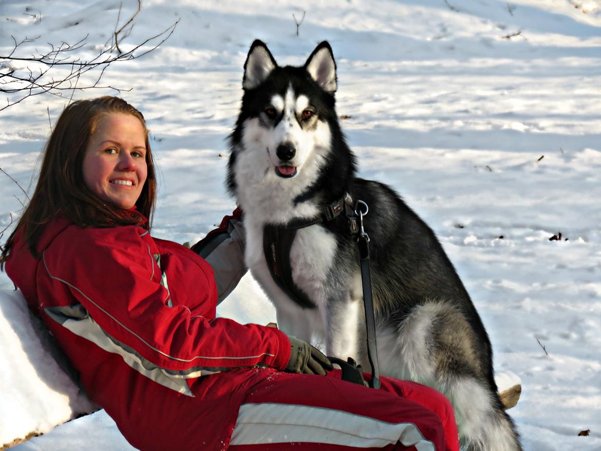 Siberian husky Misha - Hygge i skoven, Januar 2013 billede 1