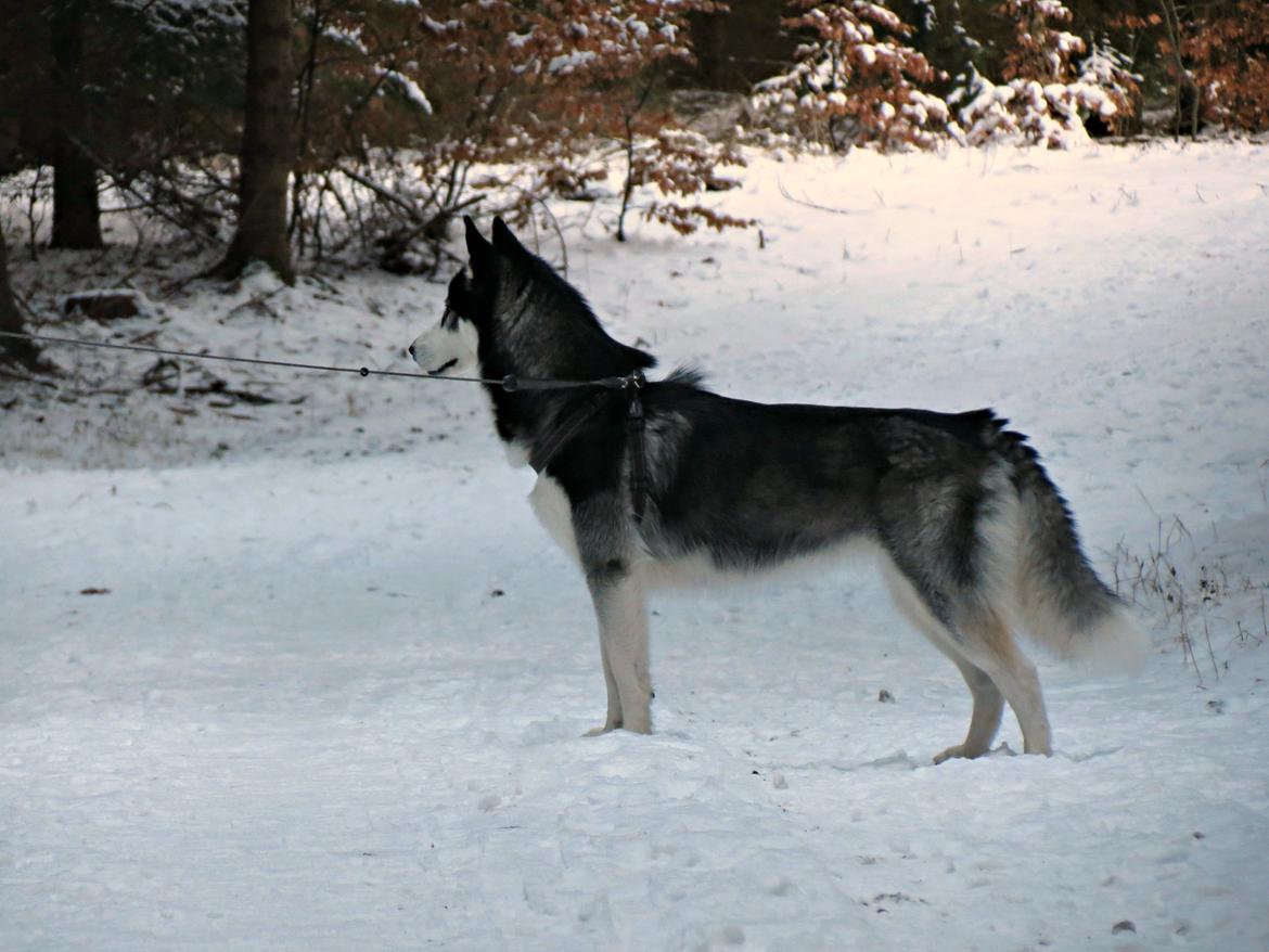 Siberian husky Misha - Skoven, Januar 2013 billede 3