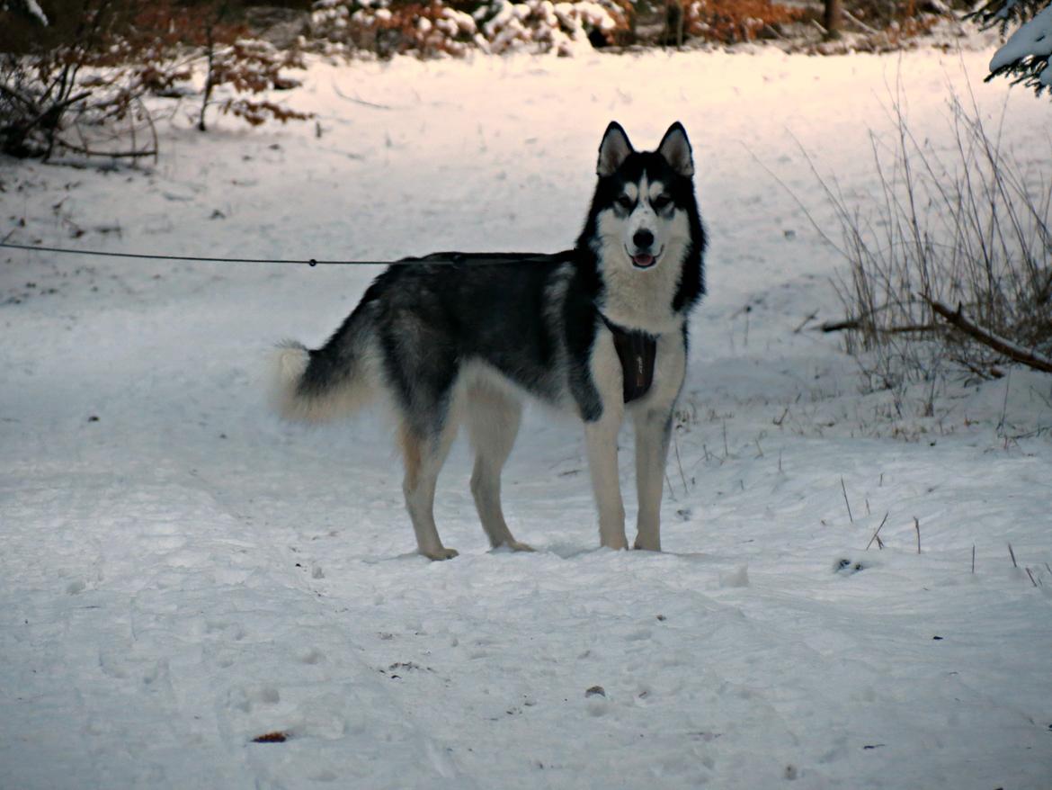 Siberian husky Misha - Skoven, Januar 2013 billede 4