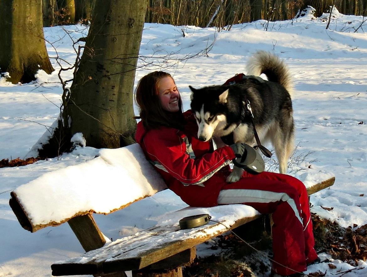 Siberian husky Misha - Hygge i skoven, Januar 2013 billede 2