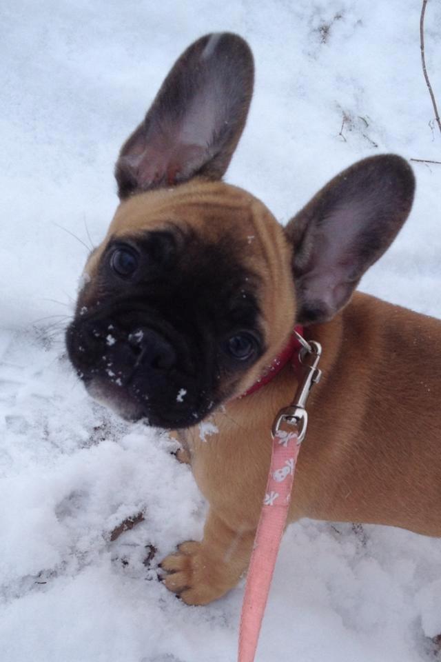 Fransk bulldog Maggie Chanel billede 1