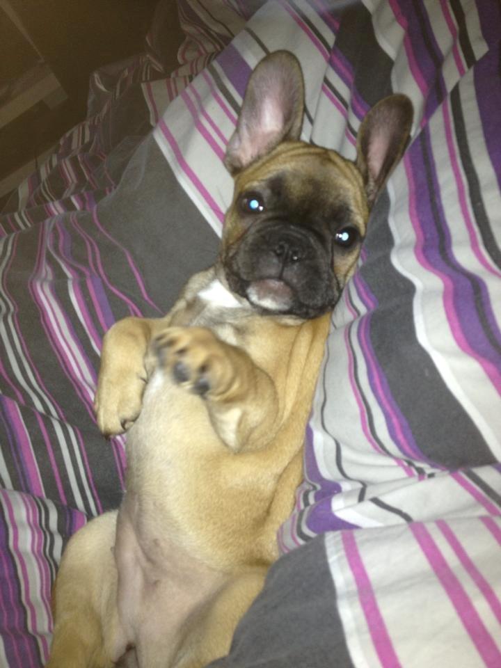 Fransk bulldog Maggie Chanel billede 2