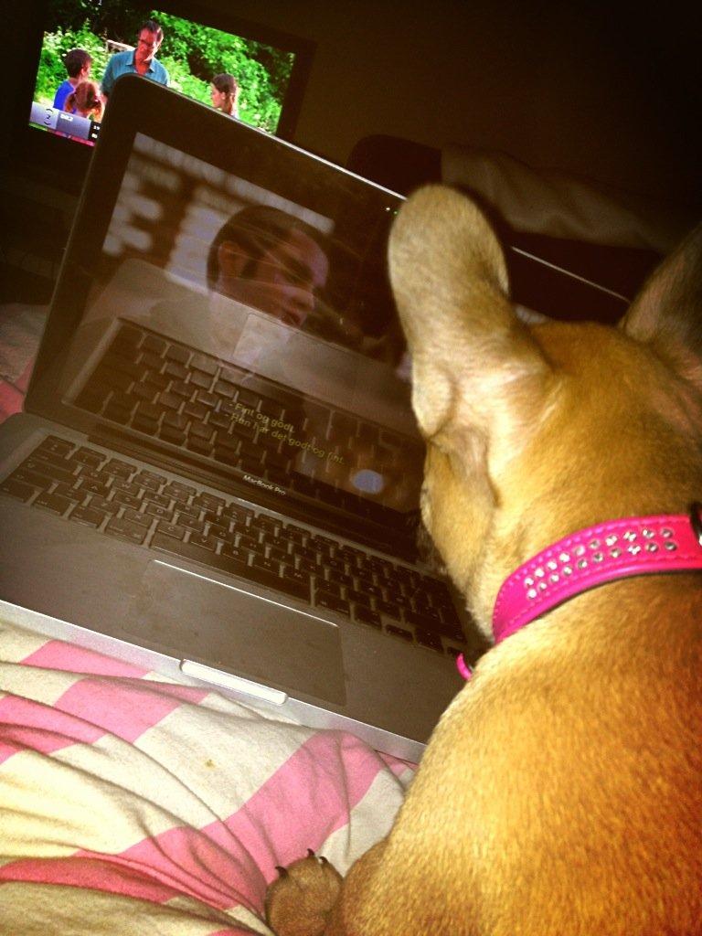 Fransk bulldog Maggie Chanel - hygger med Gossip girl & mor <3 billede 4