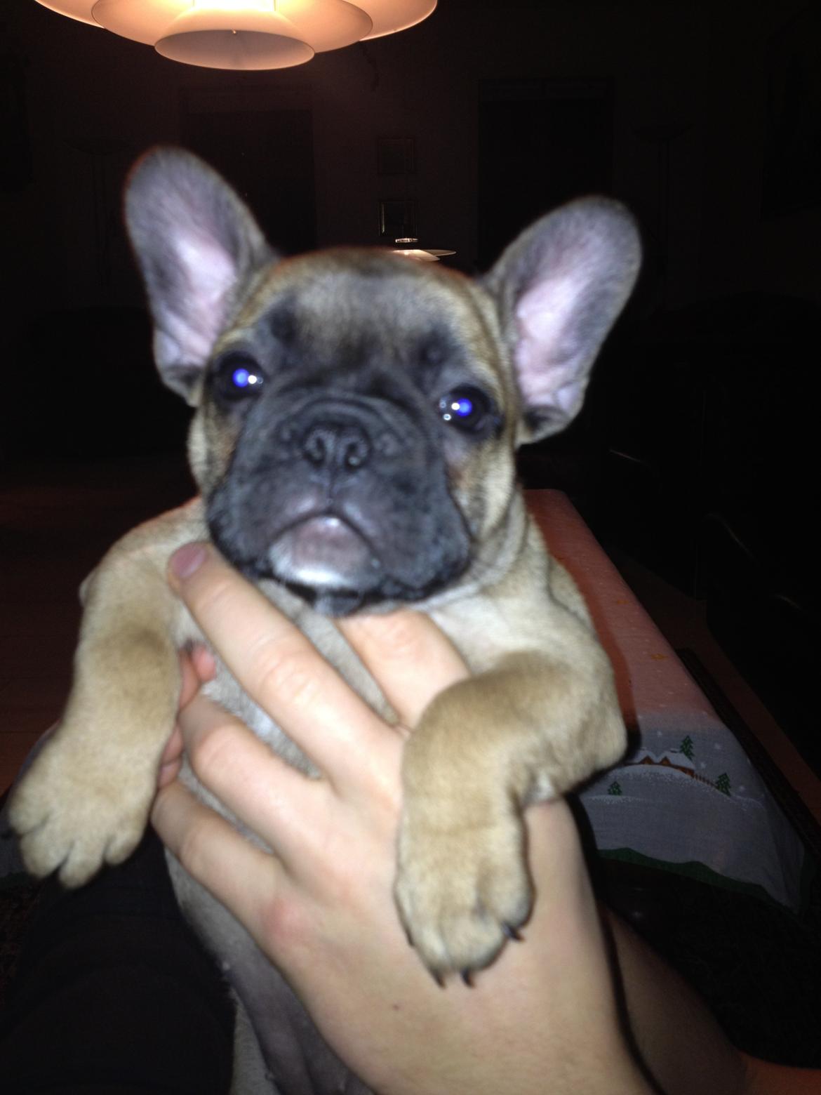 Fransk bulldog Maggie Chanel - lille baby <3 billede 5