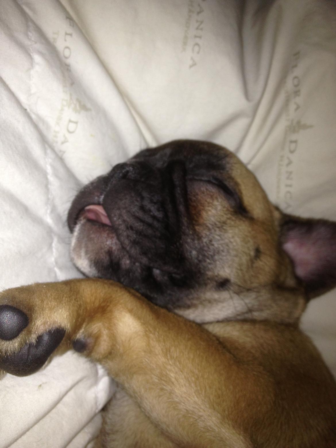 Fransk bulldog Maggie Chanel - haha , sover altid med tungen ude :p billede 6
