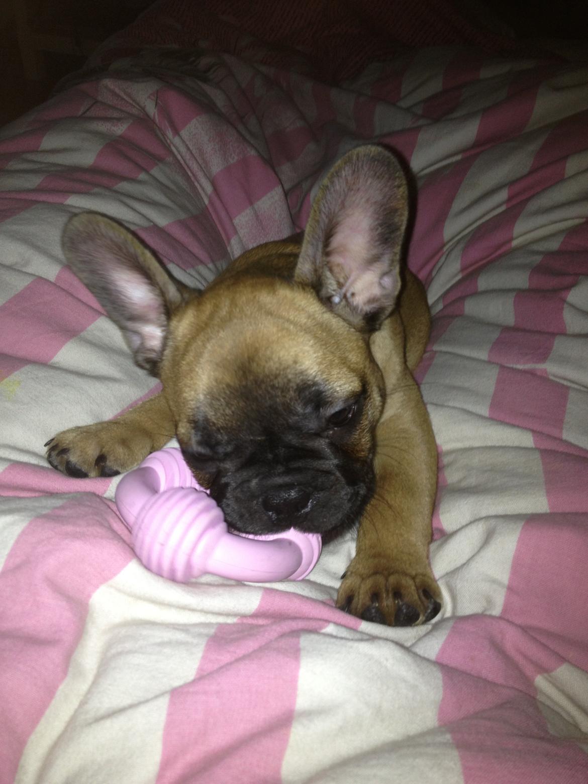 Fransk bulldog Maggie Chanel billede 7