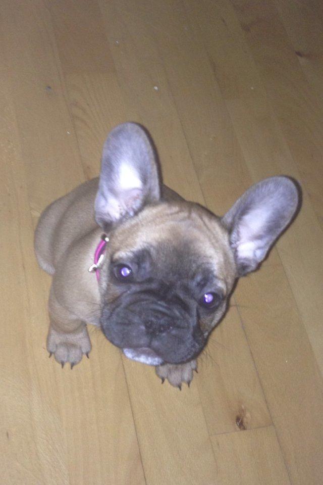 Fransk bulldog Maggie Chanel billede 8